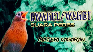 WAMBI GACOR || suara burung wambi/hwamei gacor sangat cocok untuk masteran