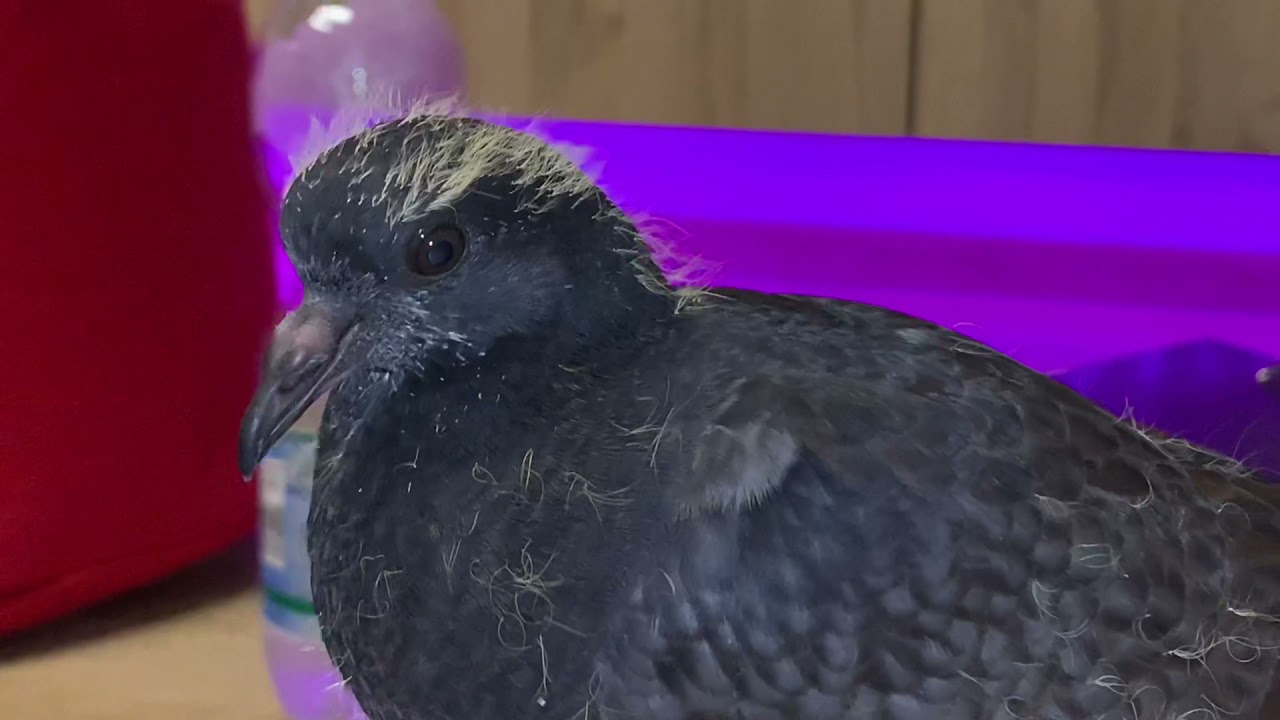 Pigeons have tongues 🧐😌😂