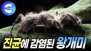 신비한 자연의 세계 | 생존 경쟁이 치열한 야생 | 라플레시아 | 개미