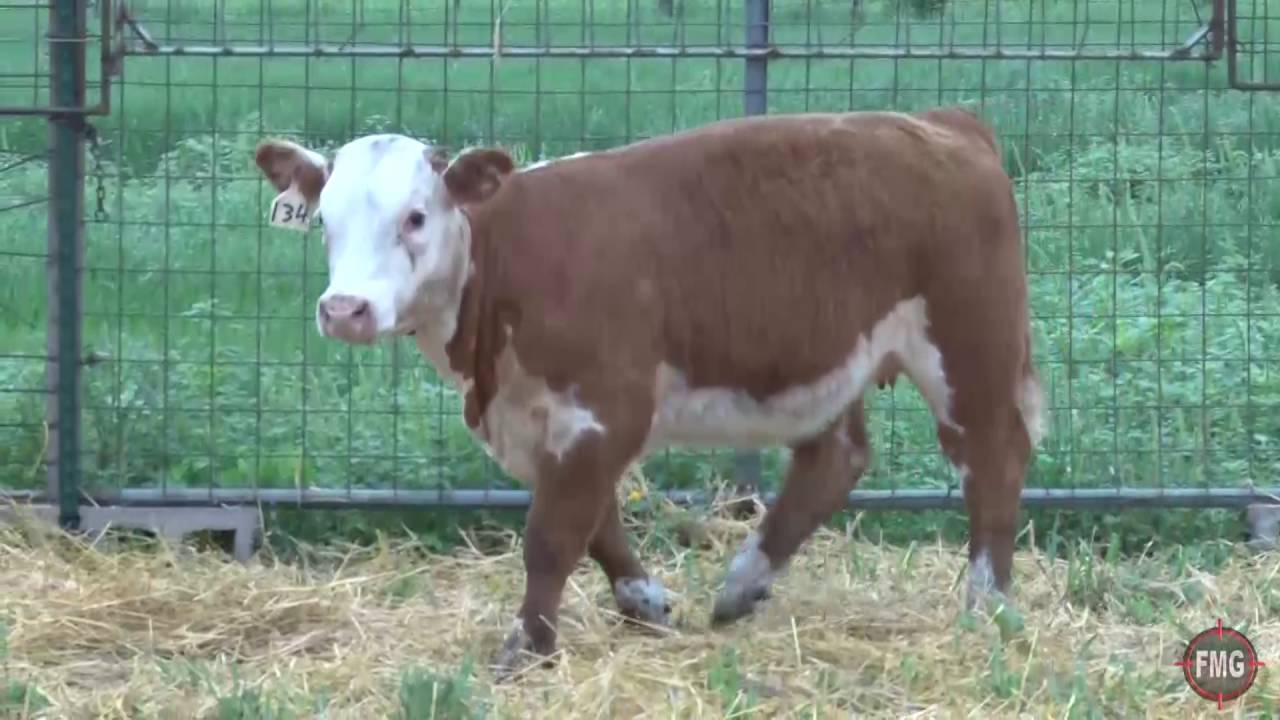 2016 Joe Behrens Tag 134 heifer YouTube
