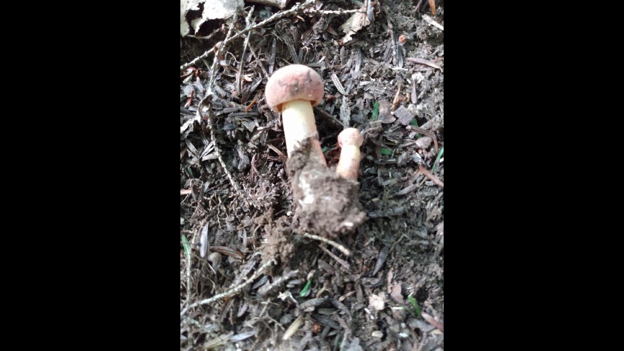 999 silver 🍄 mushroom 🍄 casting.