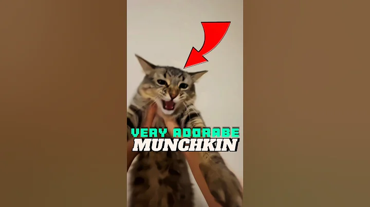 Watch the video about Very adorable munchkin #shorts