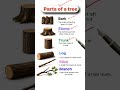 Parts of a Tree🌿 : Do You Know All 5? #shorts​ #education​