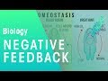 Negative Feedback | Physiology | Biology | FuseSchool