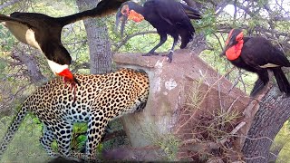 Amazing... The Ferocious Mother Bird Rushes To Attack Leopard To Protect Her Baby Birds In The Tree