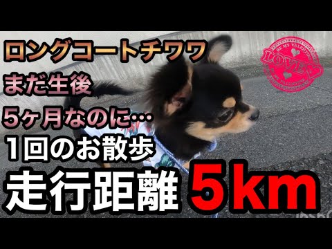 ロングコートチワワ ブラックタン 子犬の飼い方育て方 室内犬 初めて飼う 散歩が大好きな犬 チワワ 散歩 時間 子犬の散歩 ペットおもしろ動画 ペット 大変なこと 可愛いチワワの映像 暴れん坊 大吉 Youtube