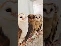 Lovely Barn Owl Friends🦉 | White ➤ Black ➤ Yellow ➤ Brown ➤ White