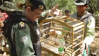 Polícia Ambiental BPMA de Sobral e CPI Norte libertam dezenas de pássaros; Crateús #região. #youtube