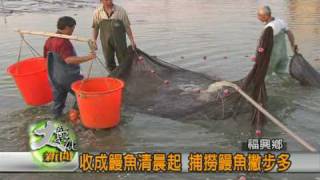 990722 收成鰻魚清晨起 捕撈鰻魚撇步多