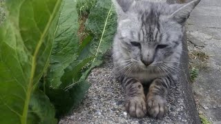 防波堤沿いを歩くとまたまた猫に出会った。大人しく人懐っこい猫ちゃんばかりです。