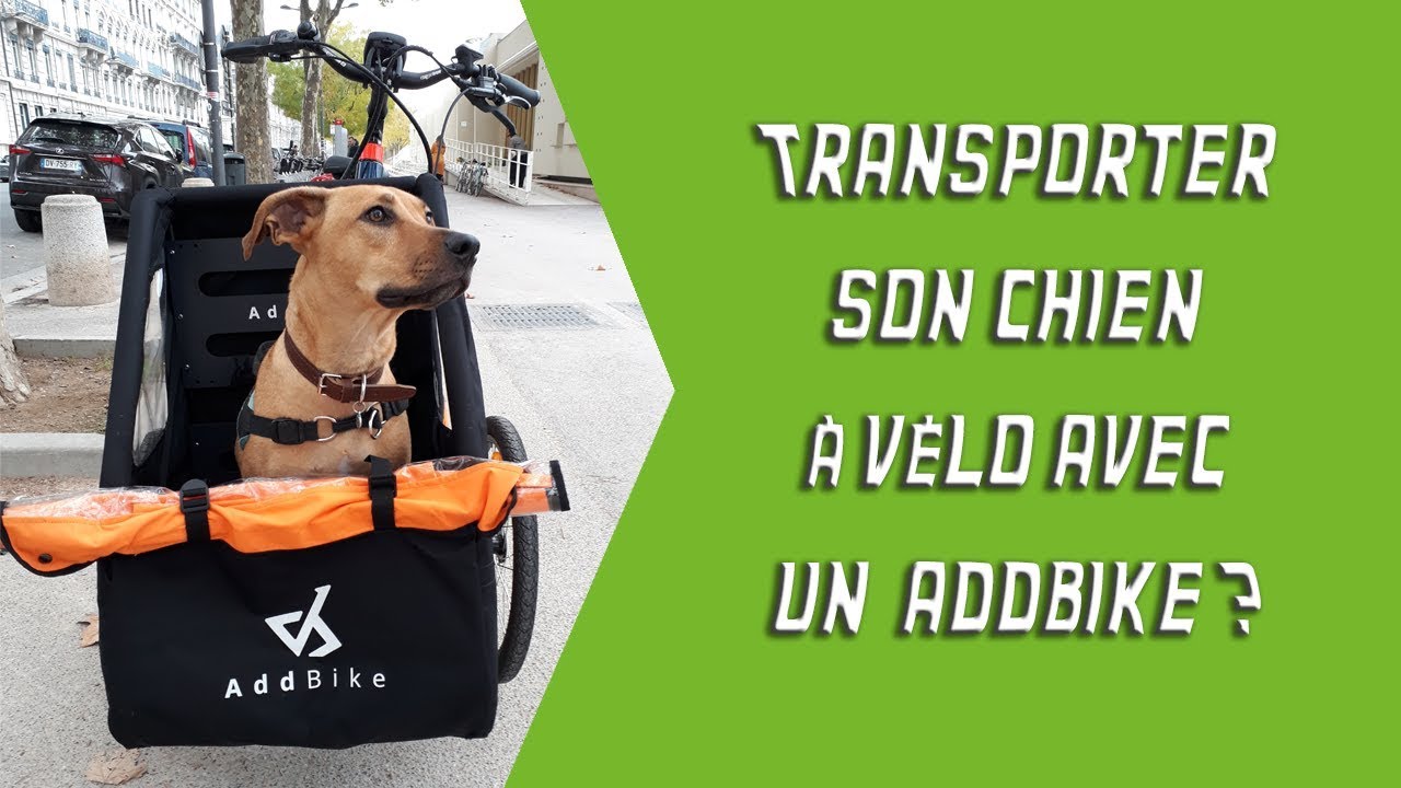 Transporter son chien en AddBike ? YouTube Transporter son chien en AddBike ? YouTube