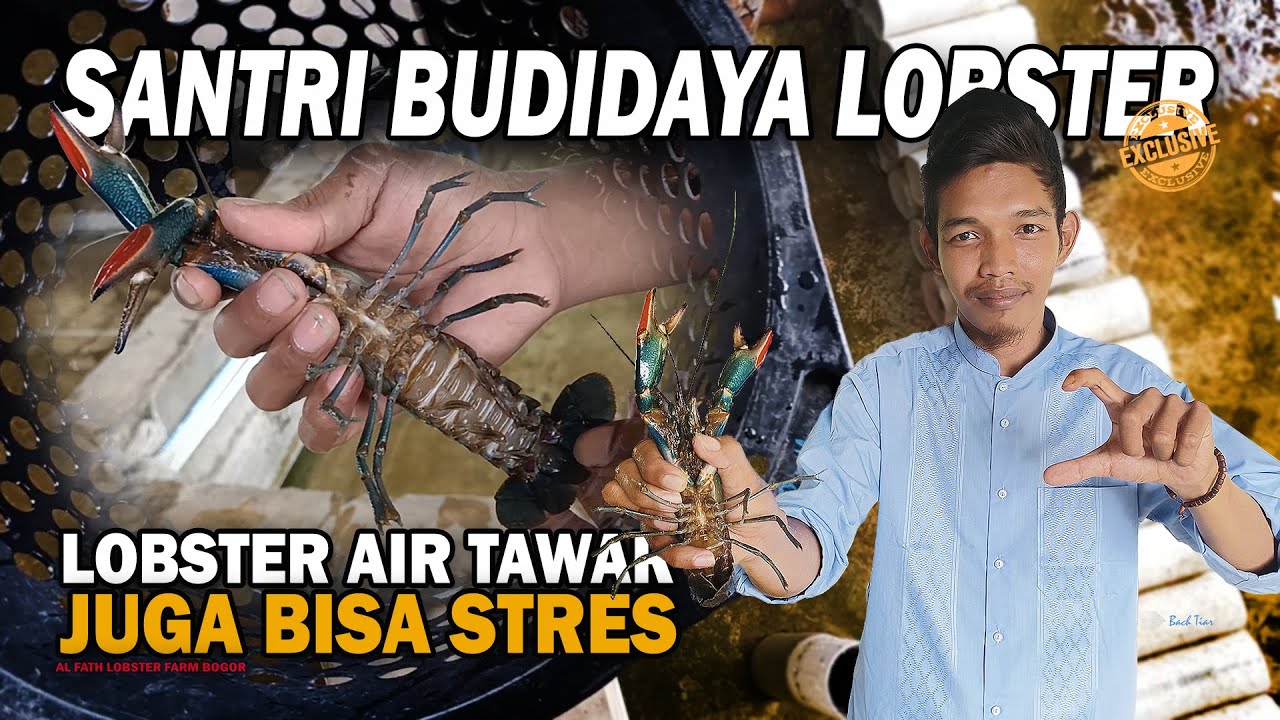 SANTRI SUKSES BUDIDAYA LOBSTER AIR TAWAR, LOBSTER SEHAT VS STRES | AL FATH LOBSTER FARM BOGOR