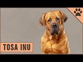 Tosa Inu Dog Breed Information の動画、YouTube動画。