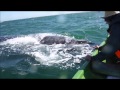 San Ignacio Lagoon Whales