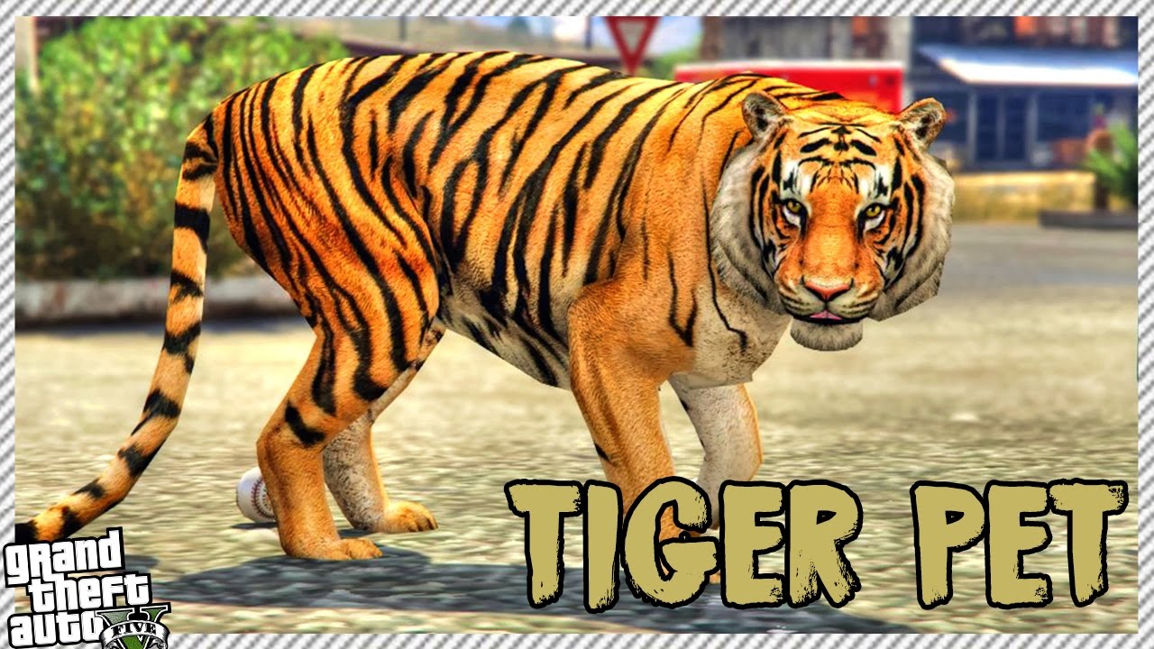 Buying Expensive Tiger Pet In Gta 5 Gta 5 Tiger Pet Gameplay Youtube