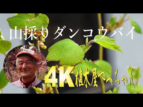山採り自然樹形ダンコウバイ かわいい新芽 2021 - YouTube