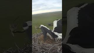 #shorts - Nest attack by predator - Kocsér, Hungary @TamasBirds  #birdwatching #storks #birds