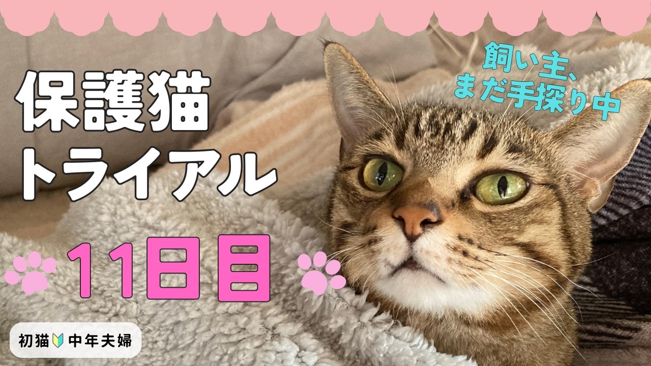 保護猫トライアル11日目｜不安と向き合う日