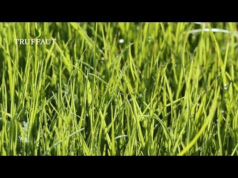 Vidéo: Apprenez pourquoi les mauvaises herbes dans la pelouse sont une bonne chose