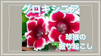 グロキシニア Youtube