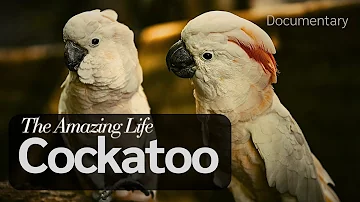 The Amazing Life Of Cockatoo | Documentary | FSH Collection
