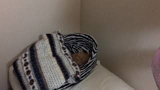猫のベッド