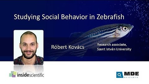 Studying Social Behavior in Zebrafish