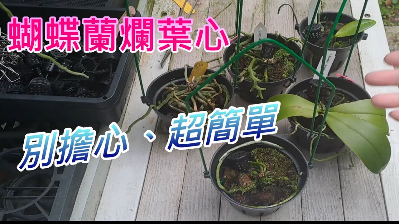 【犀利小農莊65】20250805蝴蝶蘭爛葉心，不用擔心超簡單處理Phalaenopsis leaf rot, don't worry, it's super easy to deal with