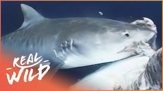 Tiger Shark: The Thug Of The Sea (Wildlife Documentary) | Real Wild