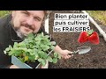 Comment bien planter puis cultiver les fraisiers tuto