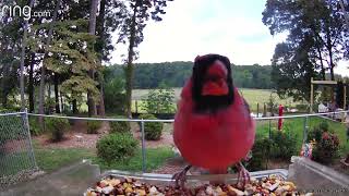Photogenic Cardinal pt 1