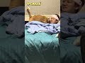 うちの猫はかくれんぼの鬼ができます(かわいい) #猫