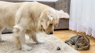 Is the Golden Retriever Ready to Share His Treats with the Cat (So Funny!!)