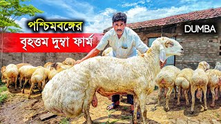 DUMBA || পশ্চিমবঙ্গের বৃহত্তম দুম্বা ফার্ম | Dumba Farming | Dumba Goat Farm | Best Dumba Sheep