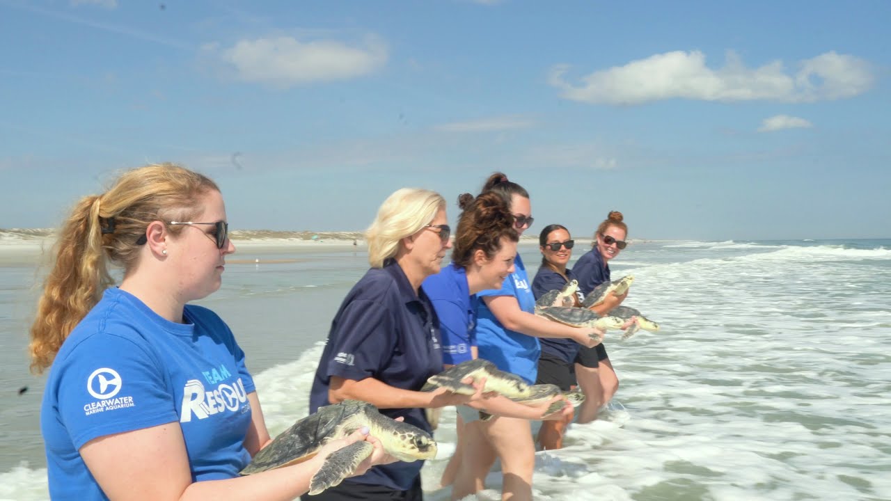 15 Sea Turtles Released Back Into the Ocean on the East Coast of ...