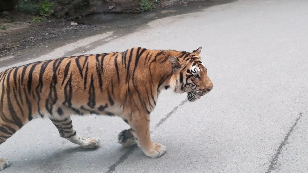 에버랜드 사파리월드 와일드트램 역방향 탑승영상