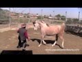 Comunicación con caballo árabe suelto: doma natural