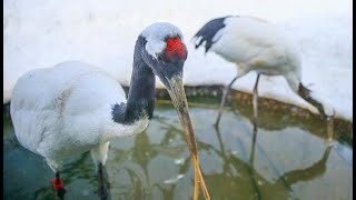 タンチョウ 頭の赤色は血の色 旭山動物園わくわく日記 Youtube