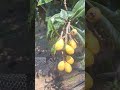 Vem comigo preparar um almoço simples e delicioso!
