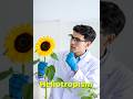 Why Sunflowers Follow the Sun 🌻☀️  #facts #didyouknow #sunflower #heliotropism