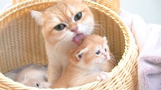 The mother cat engages conversation, cares for, and plays with her adorable kittens. by Lovely Paws 1,719 views 3 weeks ago 8 minutes, 13 seconds