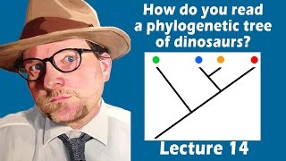 How do you read a phylogenetic tree of dinosaurs