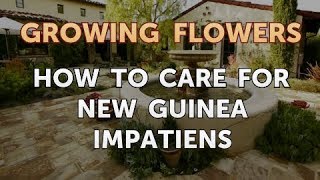 How to Care for New Guinea Impatiens