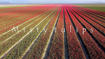 Stunning Aerial Views of Tulip Fields and Windmills - Captivating Drone Footage!