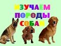 Изучаем породы собак. Названия пород собак. Развивающее видео для малышей