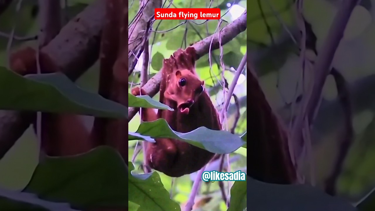 Sunda flying lemur facts 