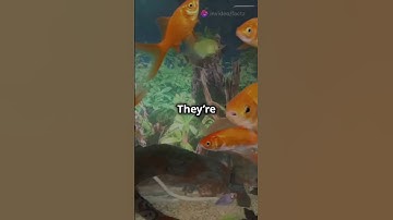 "#MythBusted Goldfish Aren’t Forgetful—They’re Genius! 🐟💡" #myths#wildlifewonder#facts