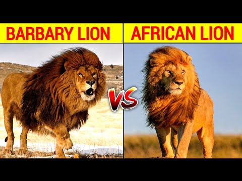 Barbary Lion vs African Lion Fight In Hindi ll Barbary Lion vs African Lion Comparison