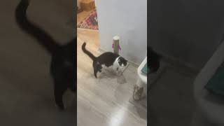 Evimizin Maskotu Sütlaç Inıkoruyalım