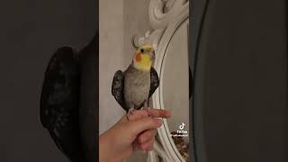 Bu Da Bizim Ünlü Pop Starımız